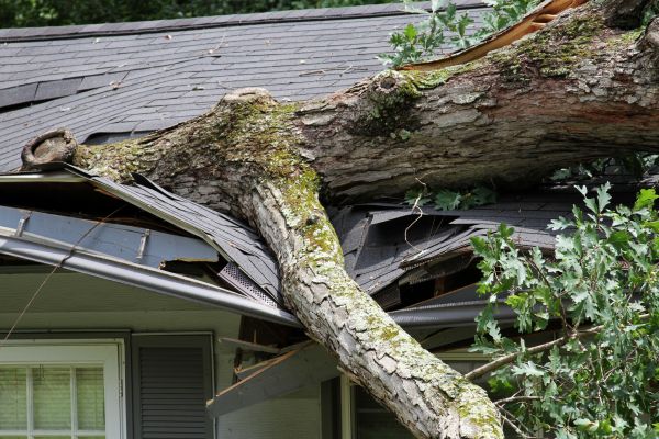 Storm Remediation in Surprise