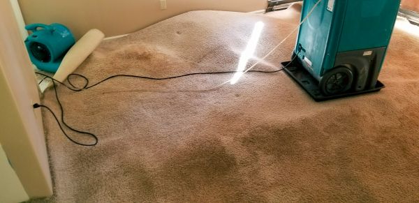 Carpet Water Extraction in Surprise